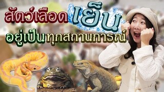 สัตว์เลือดเย็น อยู่เป็นทุกสถานการณ์ Ep.154