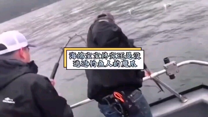 人类首次捕获海绵宝宝