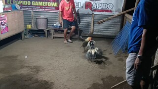 EL RAPIDO GAMEFARM BULEK BERDUGO