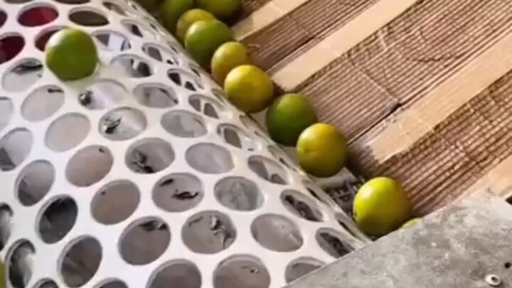 It turns out that this is how oranges are sorted into sizes