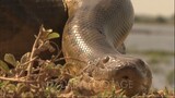 Amazon- Crawling Anaconda / watch fall movie ,Copy the link in a new tab: https://oke.io/pCn334V