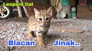 Kucing Hutan Jinak - Blacan Jinak