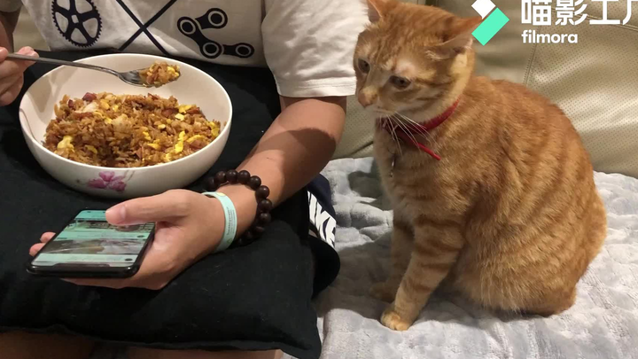 酱油腊肠炒饭馋哭了橘猫咪咪