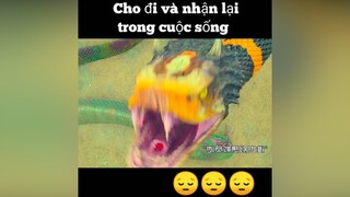 Cứu vật - vật trả ơn, Cứu người- người trả....😔 phimtrungquoc phimkhunglong phimhay TikTokSoiPhim hoangcongchinh