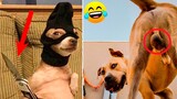 Funniest Animals Video - Best Cats😹 and Dogs🐶 Videos 2022 Compilation!