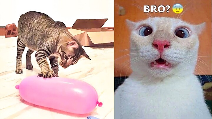 Funniest Animals - Best Of The 2021 Funny Animal Videos #94 - Bilibili Funniest Animals - Best Of The 2021 Funny Animal Videos #94 - Bilibili