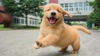 Funniest & Cutest Golden Retriever Puppies 28 - Funny Puppy Videos 2019