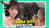 Cẩm Nang Nuôi Mèo Con Mới Sinh Của LND | ĐUỸ MÈO COLLECTION