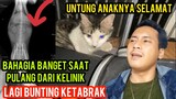 Kucing Hamil Menangis Minta Tolong Di Pinggir Jalan Karena Ketabrrak Akhirnya Pulang Dari Kelinik..!