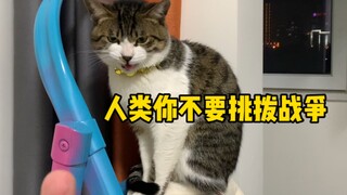 原来猫真的喜欢看猫和老鼠