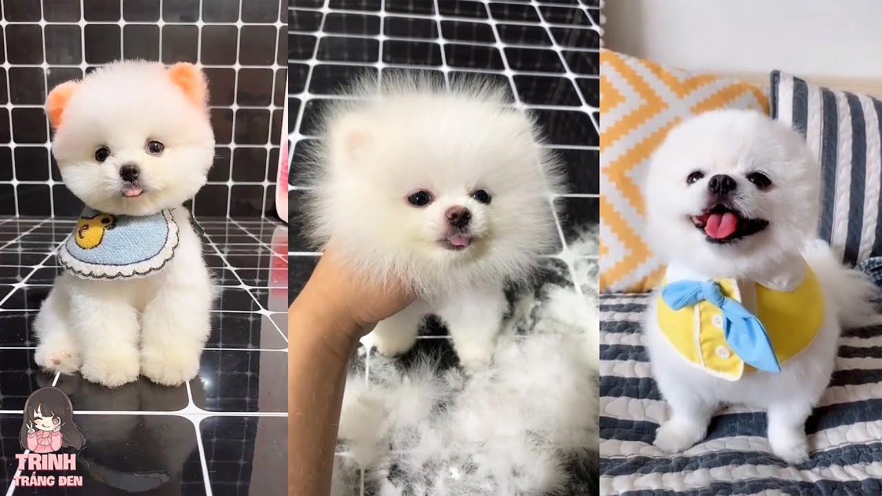 Tổng hợp 100 về avatar chó cute  headenglisheduvn