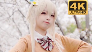 Watching Cherry Blossoms with Grandpa | Genshin Impact · Ying cos | 4K