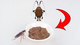เอาแมลงสาบมาป้อนผงแมลงสาบจะเป็นอย่างไร