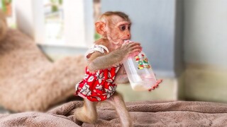 Wow, Amazing!! Little Yaya walking drinking milk, She doesn't want to waste time playing with Toto