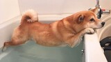 Bath time never gets any easier! Dogs vs Bath 😱