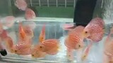 discus fish aquarium