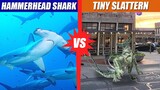 Hammerhead Shark vs Tiny Slattern | SPORE