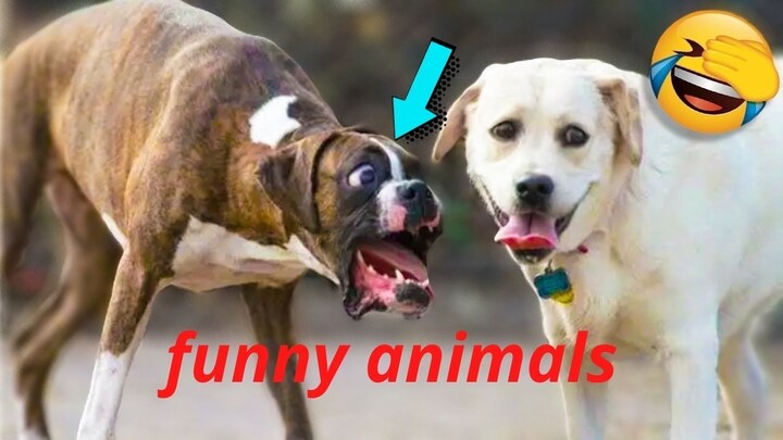 Funny Dog And Cat 😍😻😍 Funniest Animals #32