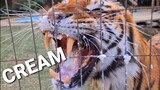 Don't watch this video if You want to see a calmed down tiger