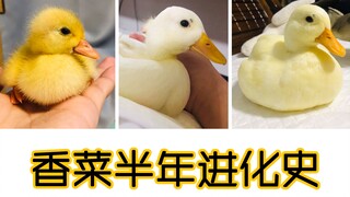 【call duck 柯尔鸭】记录一下半岁的香菜！为什么越长大越黄了…