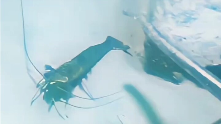 Kepiting: Orang ini bahkan tidak mempunyai garam lagi.