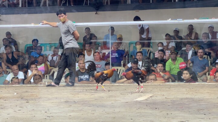 Sabong matina 3rd fight pula