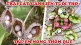 9 Món Ăn Có Độc Ở Việt Nam Mà Mọi Người Không Hề Hay Biết