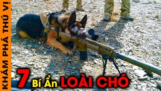 🔥7 Bí Ẩn Siêu Kỳ Lạ Và Thú Vị Về Loài Chó- 4800 Chó Săn Mỹ Sang Việt Nam Bốc Hơi Không Dấu Vết |KPTV