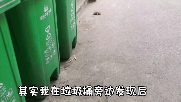 垃圾桶旁边发现一只流浪猫