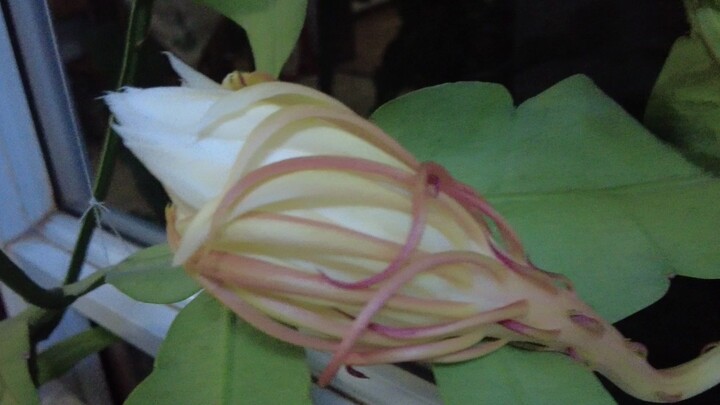 The opening of the night-blooming cereus