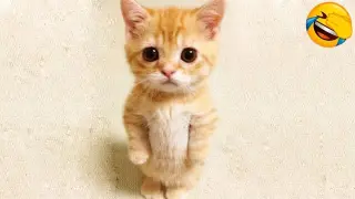 Funny Animal Videos 2022 😂 - Funniest Cats And Dogs Videos 😺😍 #11