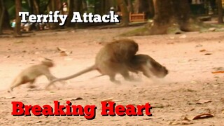 Breaking Heart, Very Terrify Attack Baby Monkey Cry Loudly,Pityful Monkey April Beat Baby Cry Loudly