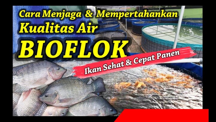 Cara Menjaga Kualitas Air Kolam Bioflok  Agar Ikan Sehat dan Cepat Panen