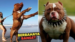 WOW NGERI! Inilah 7 Ras Anjing Paling Ditakuti di Bumi