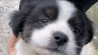 Itu adalah seekor border collie kecil yang lucu