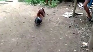 Kala nila panalo na sila dahil masipag kumisi ndii pala 😁😁😁
