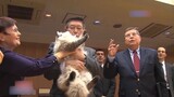 Why can it become the national cat of Russia?