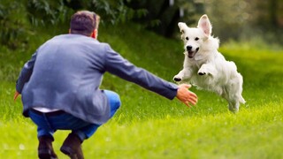 Most Emotional Dogs Reunited with Their Owners That Will Melt Your Heart ❤️Cute Animal Show Love