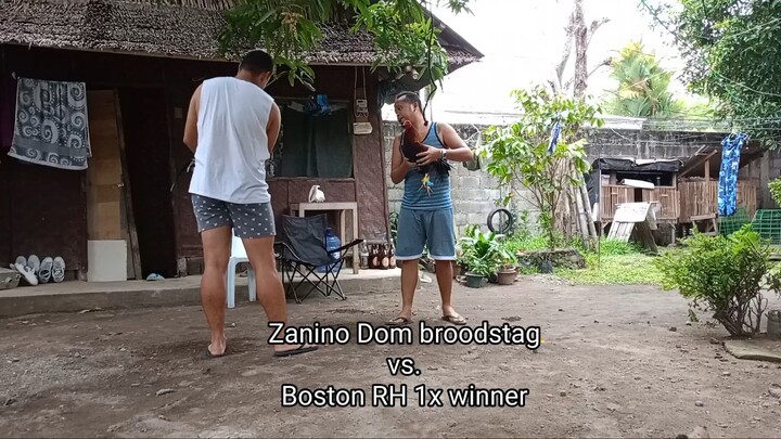 Zanino Dom vs. Boston RH