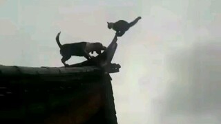 KUNGFUCATS