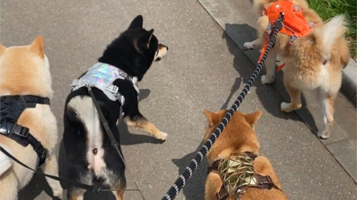This dog walking actually also pays attention to arrangement and combination