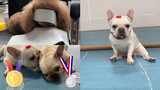 The Olympic Games of my dogs