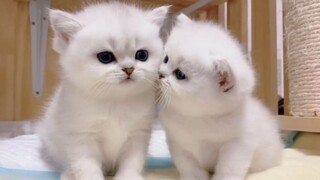 Bayi Kucing… Hei Hei🤤