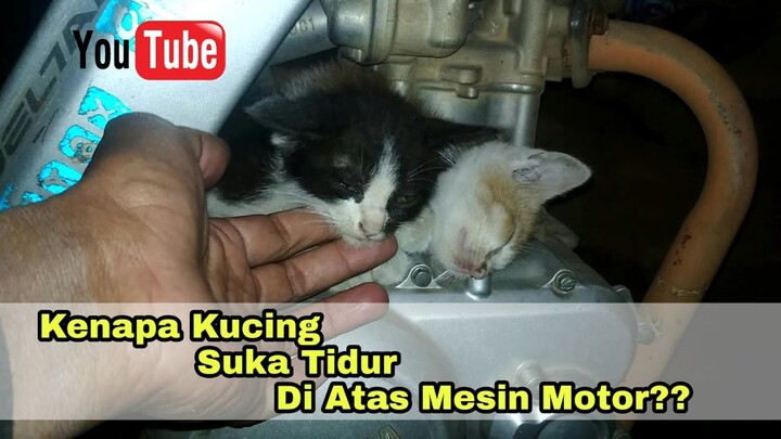 Kenapa Kucing Suka Tidur Di Atas Mesin Motor??