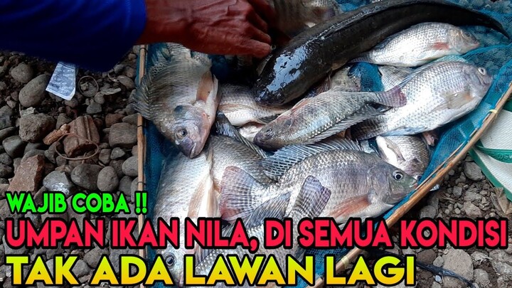 JITU!! Umpan mancing ikan nila, Umpan super batang cotton buds (ampuh)