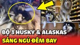 Đại Ngáo Husky và Alaska bị chủ bắt đi học vì ở nhà quá quậy phá 😂 | Yêu Lu