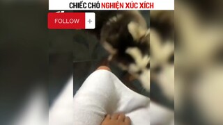 Một chiếc chó nghiện xúc xích