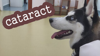 Nuôi Chú Husky 9 Tháng Tuổi, Đột Nhiên Bị "Đục Tinh Thể"