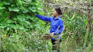 Thu hoạch đậu cô ve I Mẹ nấu bữa cơm ngon khiến bao người thèm (Harvest Green Bean) I Ẩm Thực Mẹ Làm