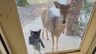 When your cat brings home a friend 🙈🤣 Funniest Cat 2024